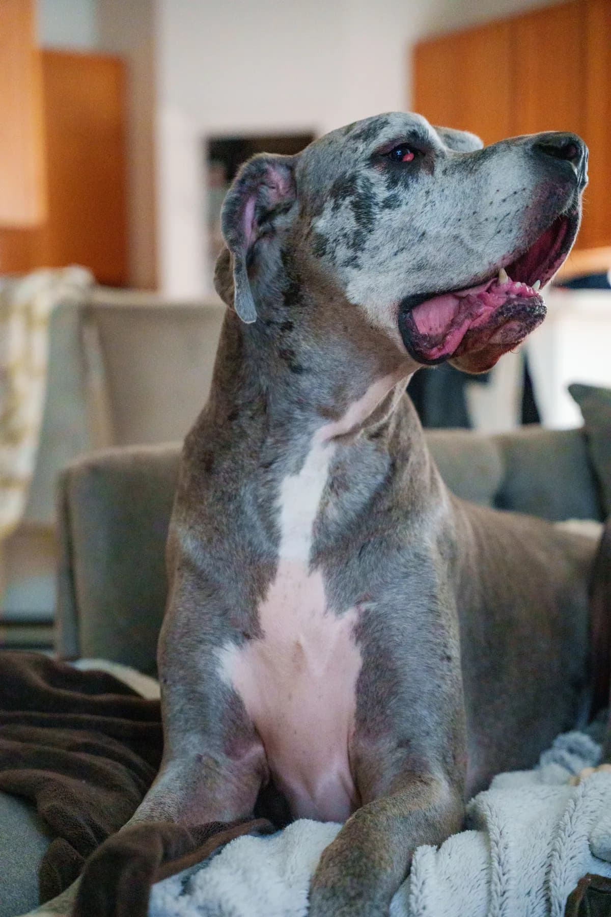 Baloo — Sunday lounge. Large breed dog portrait by Gentle Giants Portraits, Denver Colorado.