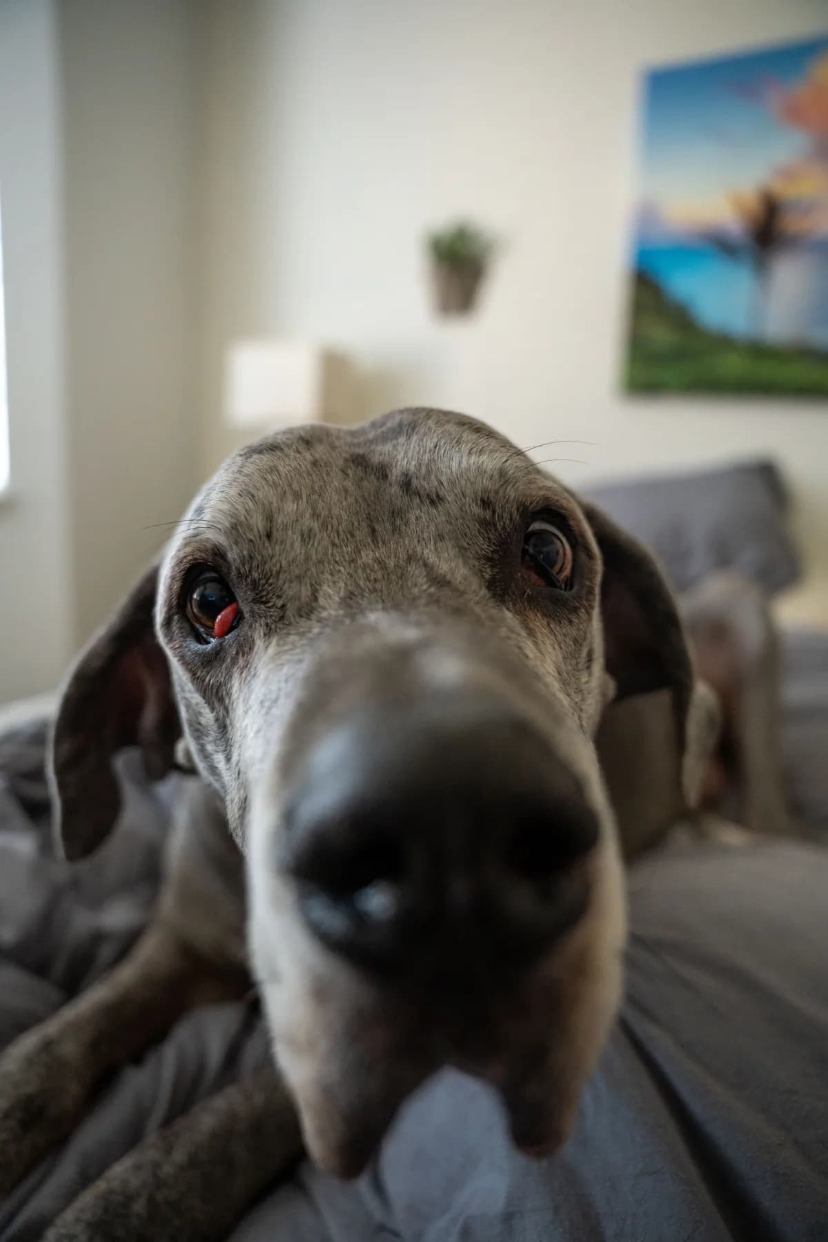 Baloo — Lazy mornings. Large breed dog portrait by Gentle Giants Portraits, Denver Colorado.