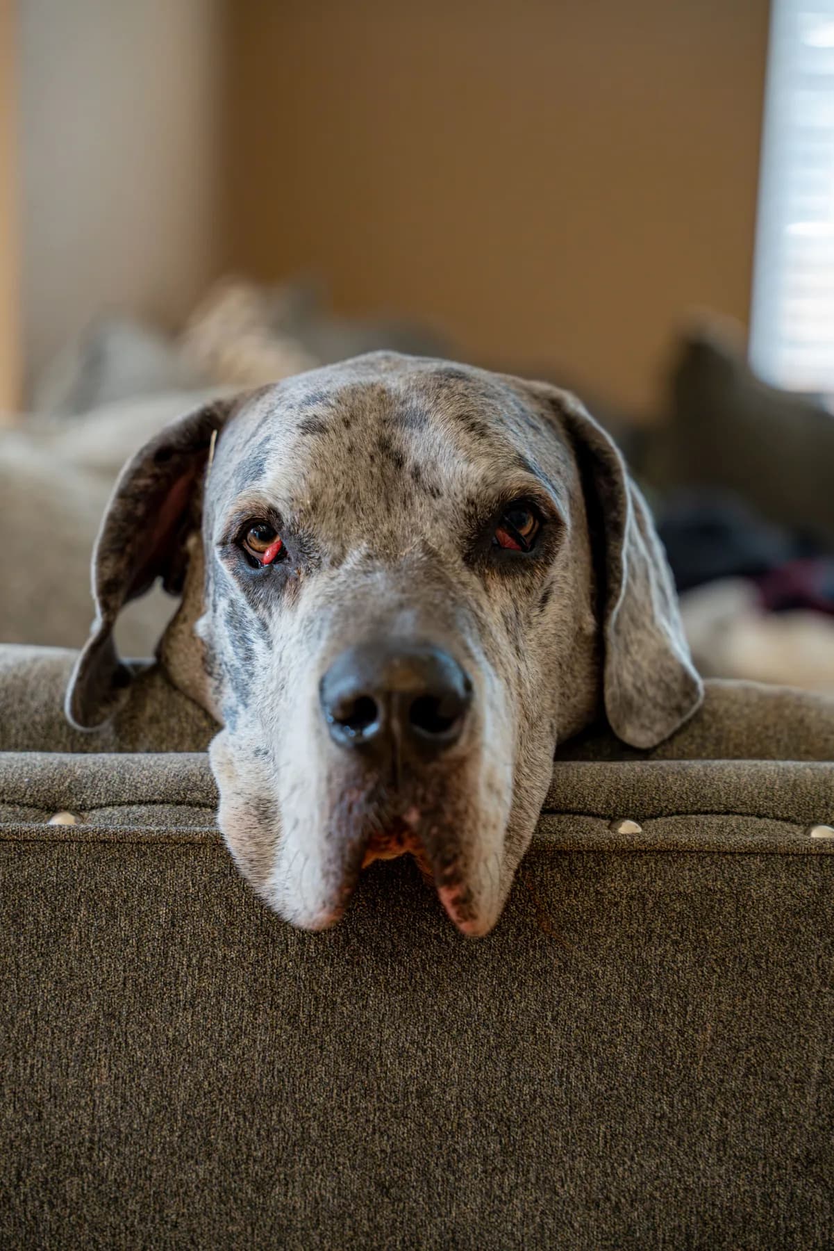 Baloo — Couch dweller. Large breed dog portrait by Gentle Giants Portraits, Denver Colorado.