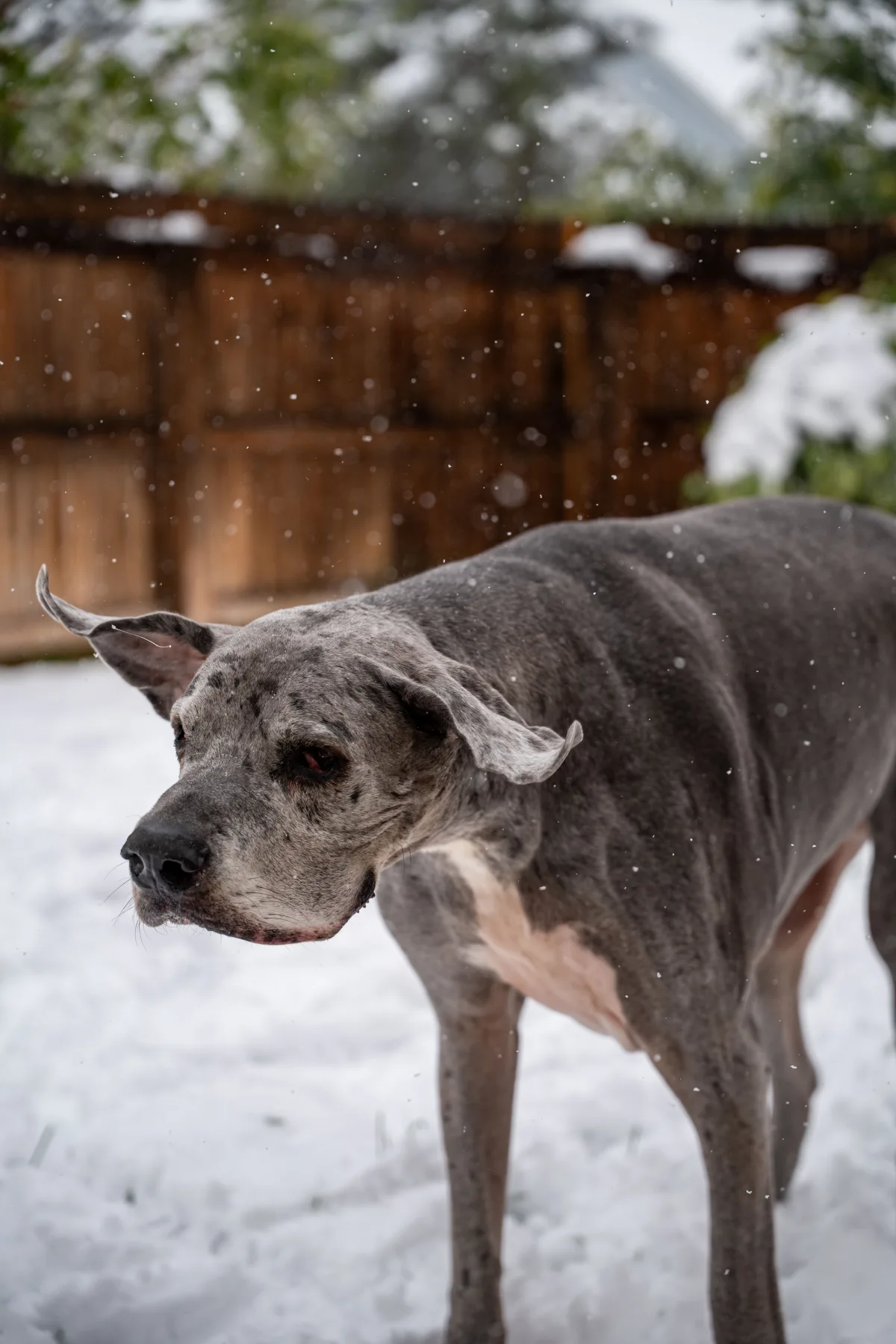 Baloo — First snow. Large breed dog portrait by Gentle Giants Portraits, Denver Colorado.