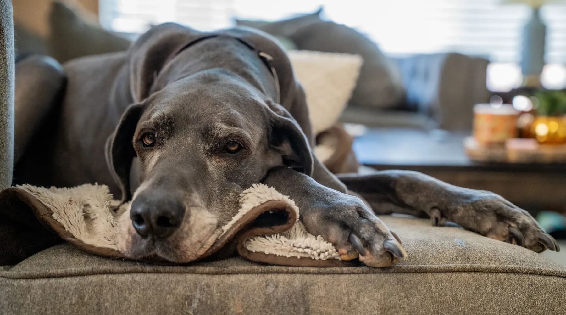 Ella — Stretched out. Large breed dog portrait by Gentle Giants Portraits, Denver Colorado.